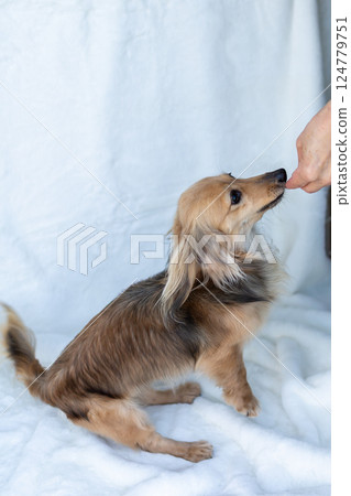 Kaninchen Dachshund Shayette Yellow Kaninchen Dachshund Shayette Yellow 124779751