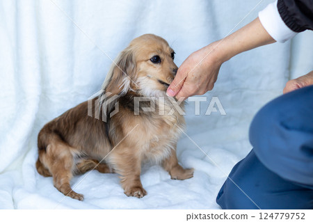 Kaninchen Dachshund Shayette Yellow 124779752