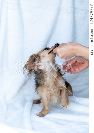 卡寧金臘腸犬 Shayette 黃色 124779757