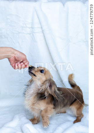 卡寧金臘腸犬 Shayette 黃色 124779759