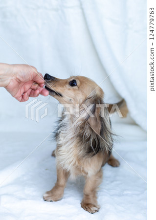 Kaninchen Dachshund Shayette Yellow 124779763