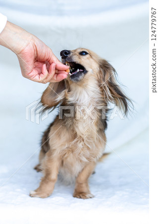 卡寧金臘腸犬 Shayette 黃色 124779767