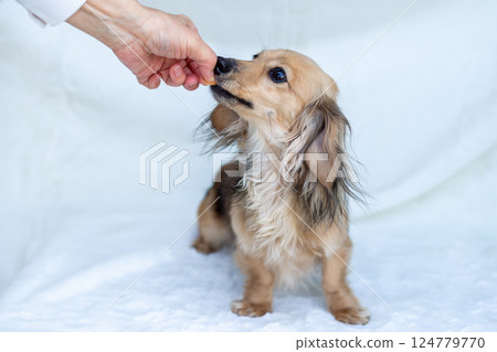 卡寧金臘腸犬 Shayette 黃色 卡寧金臘腸犬 Shayette 黃色 124779770