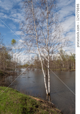 Birch trees submerged in water 124779846