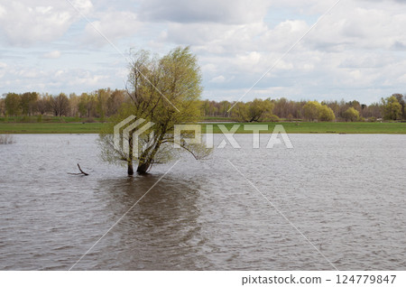 Tree in water Tree in water 124779847