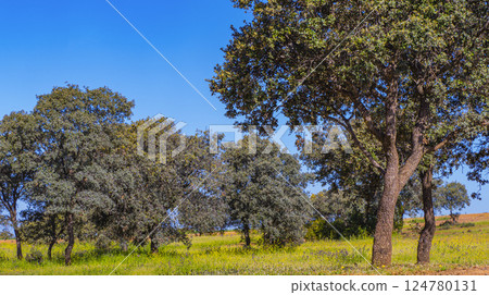 Mediterranean Forest, Spain 124780131