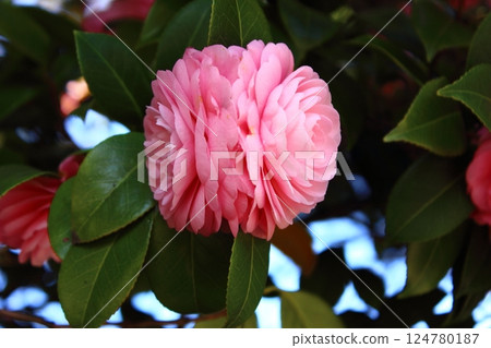 Maiden camellias blooming at Fukuzo-in Temple (1) 124780187