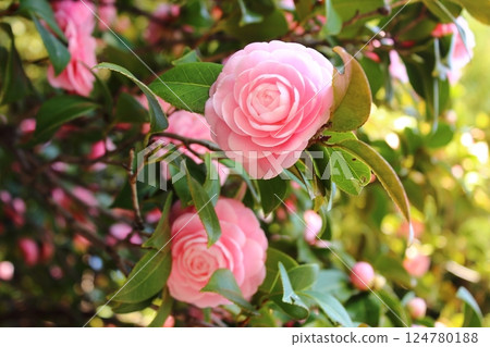 Maiden camellias blooming at Fukuzo-in Temple (2) 124780188