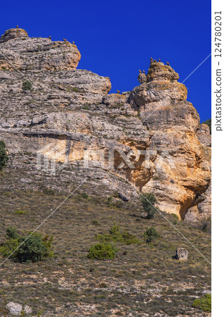Eurasian Griffon Vulture, Spain 124780201
