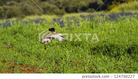 Little Bustard, Spain Little Bustard, Spain 124780227