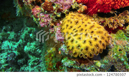 Soft Coral, Maldives 124780307