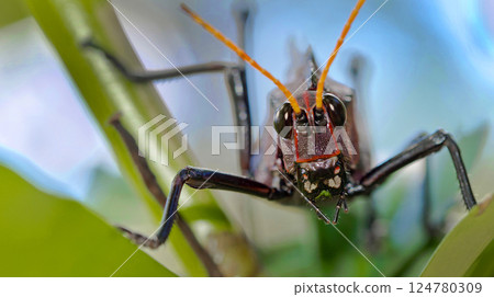 Grasshopper, Costa Rica Grasshopper, Costa Rica 124780309
