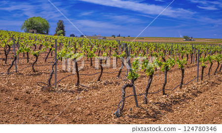 Valdepenas Vineyards, Spain Valdepenas Vineyards, Spain 124780346