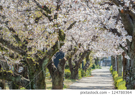 Walk the cherry tunnel 124780364