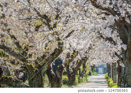 Walk the cherry tunnel Walk the cherry tunnel 124780365