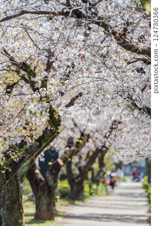Walking along cherry blossoms Walking along cherry blossoms 124780366