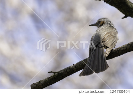 Cherry blossoms, blue sky and brown-eared bulbul 124780404