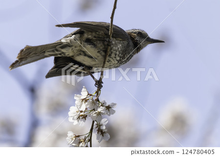 Cherry blossoms, blue sky and brown-eared bulbul 124780405