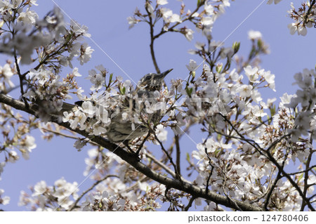 Cherry blossoms, blue sky and brown-eared bulbul 124780406