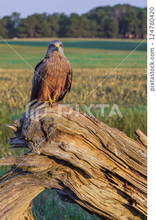 Black Kite 124780420