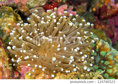 Euphyllia, Hammer Coral, Lembeh, Indonesia Euphyllia, Hammer Coral, Lembeh, Indonesia 124780523