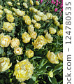 Blooming yellow tulips in a vibrant spring garden 124780535