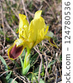 Wild iris blooming after rain amidst grassy terrain 124780536