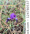 Wild iris flower blooming with raindrops in a grassy field 124780537