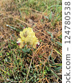 Wild iris flower blooming with raindrops in a grassy field 124780538