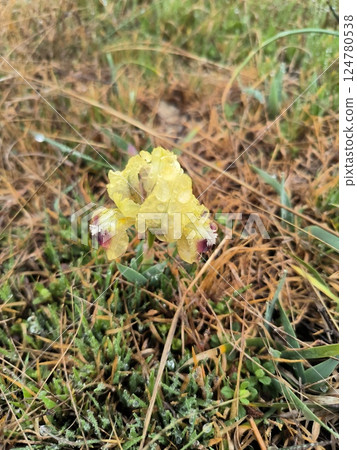 Wild iris flower blooming with raindrops in a grassy field 124780538