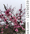 Peach blossoms blooming in a serene spring landscape 124780539