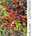 Blooming Japanese Quince with Vibrant Red Flowers and Green Leaves 124780540