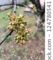 Swollen cherry buds showcasing early spring growth 124780541