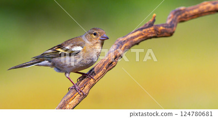 Chaffinch, Spain 124780681