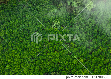 Aerial top view of green trees in forest Aerial top view of green trees in forest 124780689