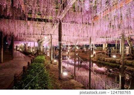 Illumination of the wisteria trellis at Tennogawa Park in Tsushima City Illumination of the wisteria trellis at Tennogawa Park in Tsushima City 124780765