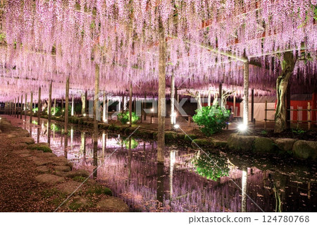 Illumination of the wisteria trellis at Tennogawa Park in Tsushima City 124780768