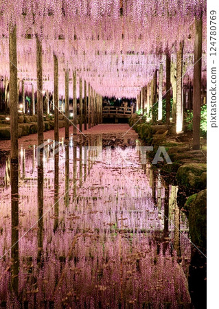 Illumination of the wisteria trellis at Tennogawa Park in Tsushima City Illumination of the wisteria trellis at Tennogawa Park in Tsushima City 124780769