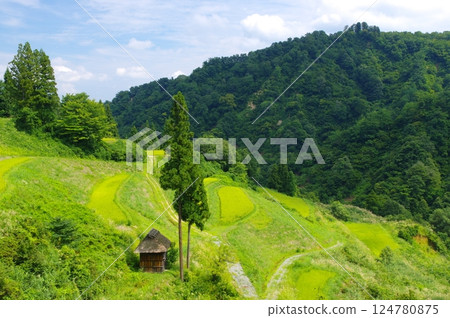 Rice terraces in Matsunoyama and Rusuhara, Tokamachi City Rice terraces in Matsunoyama and Rusuhara, Tokamachi City 124780875