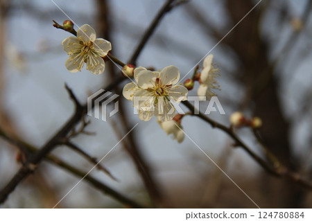 white flowers of a blackthorn 124780884