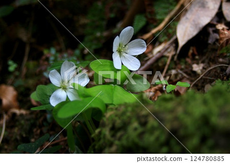 Wood sorrel in the Satoyama 124780885