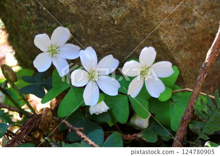 Wood sorrel in the Satoyama Wood sorrel in the Satoyama 124780905