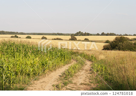 Rural landscape with yellow mown fields Rural landscape with yellow mown fields 124781018