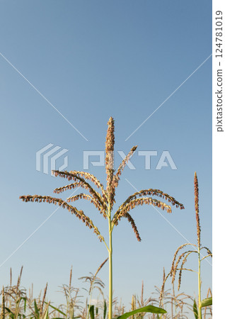 Corn flower in the field Corn flower in the field 124781019