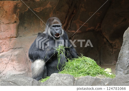 Male gorilla eating grass with his mouth wide open Male gorilla eating grass with his mouth wide open 124781066