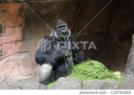A male gorilla sitting and eating green grass 124781068