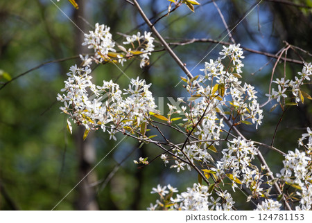 The Beautiful Blooming White Flowers That Grace the Earth in Springtimes Warm Embrace The Beautiful Blooming White Flowers That Grace the Earth in Springtimes Warm Embrace 124781153