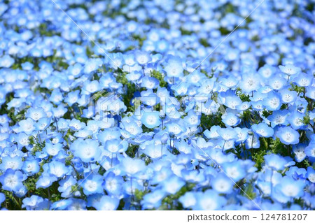 藍色粉蝶 藍色粉蝶 124781207
