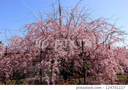 四月藍天下盛開的三春瀧櫻花的子孫(1) 四月藍天下盛開的三春瀧櫻花的子孫(1) 124781227