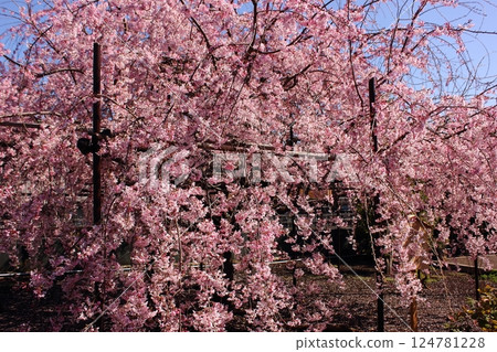 四月藍天下盛開的三春瀧櫻花的子孫（2） 124781228